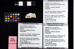 Foto (Objket + Etiketten) von Gastrosacus tuberosiformis (Lorenthey, 1929) 